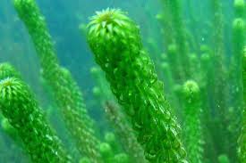 Image result for Lagarosiphon muscoides