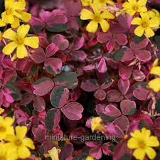 Our stock plants of 'plum crazy' came to us from the late ted kipping, who had this plant sprawling around his great san francisco rock garden. Pin On Wants