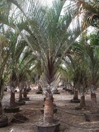 Image result for Dypsis decaryi