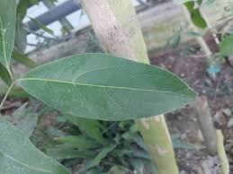Image result for Lepisanthes senegalensis