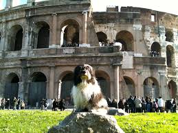Jawaban / solusi untuk level ini adalah: To Dog With Love Travel To Italy With Your Dog Seeing The Sites Of Rome