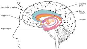 Image result for Limbic System