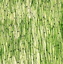 Since animal cells contain the large proportion of impermeant macromolecules such as proteins, which are predominantly anionic, that would lead to an unstable an excellent example illustrating this is the response of the tissue cells to the stiffness of their substrate (discher, janmey, & wang, 2005). What Are The Differences Between Prokaryotic And Eukaryotic Cells Live Science