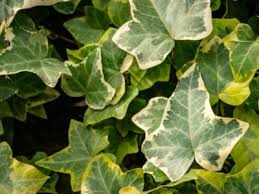 Indoor ivy plant with dead leaves. Variegated Ivy Care Tips To Grow A Healthy Variegated Ivy Plant