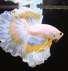 I bought a betta maybe 7 months ago, off of aquabid. Unusual Yellow Blush White Betta Betta Ikan Eksotis Ikan Tropis
