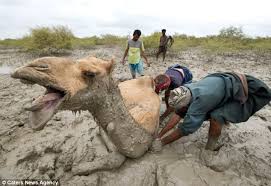 Cute the way you say standard. Grumpy Camel Gets The Hump After Spending 12 Hours Stuck In The Mud Daily Mail Online