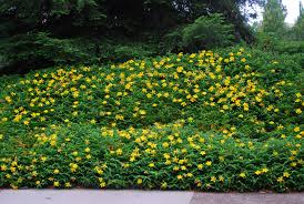 Image result for Hypericum
