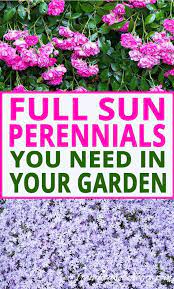 Full Sun Perennials 17 Low Maintenance Plants That Thrive In Sun Gardening From House To Home Full Sun Perennials Sun Perennials Full Sun Plants