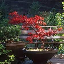 Fagus Sylvatica Roseo Marginata Potted Trees Container Gardening Garden Trees