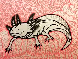 Well, i myself am the owner of rabbits and i enjoy their amusing. Axolotldrawing Hashtag On Twitter