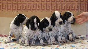 Image result for auvergneský ohař