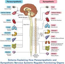 A P1 Chapter 14 Part 1 Final Autonomic Nervous System And Homeostasis Flashcards Quizlet