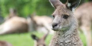 15 Fun Facts About Kangaroos The Fact Site Animal Facts Kangaroo Facts Wildlife Facts