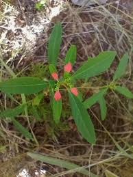 Image result for Euphorbia citrina