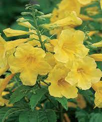 We did not find results for: Regional Picks Deer Resistant Plants Southern Plains Finegardening