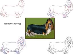risovanie kak narisovat sobaku 17 porod vse o detyah sobaki buldogi sobache iskusstvo uroki risovaniya