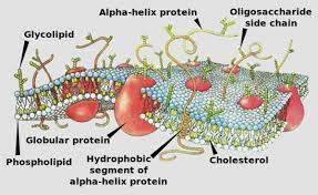 These include glycerol, two fatty acid chains as well as a phosphate group. Biology For Kids The Movement Of Substances In And Out Of Cells Owlcation