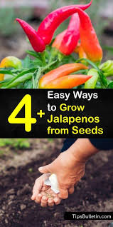 Everything from starting jalapeno seeds, planting jalapenos, caring for jalapeno plants, and picking jalapenos is covered. 4 Easy Ways To Grow Jalapenos From Seeds
