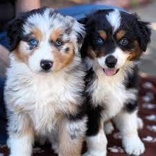 Aussie Puppies Cuteness Aussie Puppies Australian Shepherd Dogs Puppies