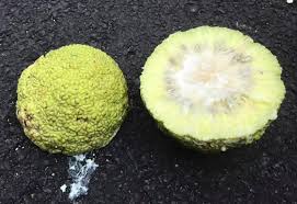 Just as apples, pears, sweet cherries and other stone fruits (e.g., peach, nectarine, apricot, etc.) are successfully grown in washington for commercial markets, they can also be grown in one's backyard at home. This Weird Fruit Is Native To North America And An Ecological Anachronism Greater Greater Washington