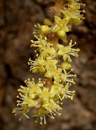 Image result for Lannea asymmetrica