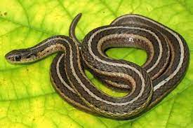 It's not harmful and it eats the pests that eats. Shorthead Gartersnake Pa Herp Identification