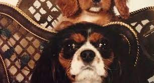 Virginia hall greater chicago cavalier rescue. Are You Looking To Adopt And Cavalier King Charles Spaniel Ruby Cavalier King Charles Spaniel