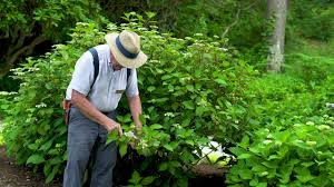 ~makes a great gift hydrangea ~size 3 Mal S Favorites Lady In Red Penny Mac Twist N Shout Hydrangea Macrophylla Youtube