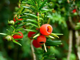 5 000 Year Old Tree In Scotland Is Changing From Male To Female Wild Berry Poisonous Berries Berries