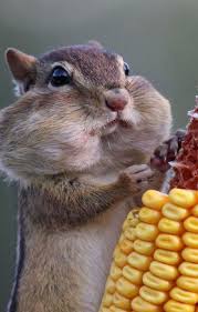 Pin On Cute Animal