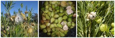 Image result for Gomphocarpus fruticosus