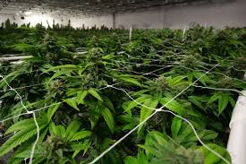Dispensaries end bid for legal marijuana in Florida in 2020 - South Florida  Sun-Sentinel