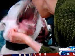 The surgery went well, just as the doctor hoped. Host Bitten By Dog Live On Tv Admits She Got To Close To 6 Stone Mastiff World News Mirror Online