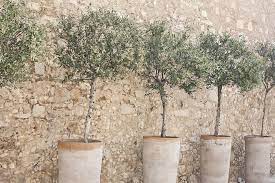 How To Grow An Olive Tree In A Container Green Prophet