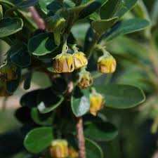 Image result for Diospyros lycioides