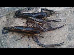 Galah Prawn Bukit Changgang Youtube