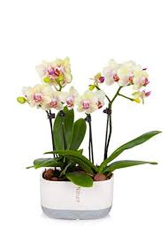 Check spelling or type a new query. Must Have Just Add Ice Jai230 Mini Orchid Planter Light Yellow From Just Add Ice Accuweather Shop