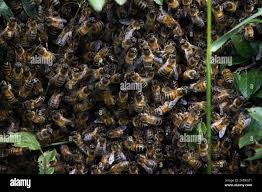 Image result for cornish black bee