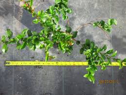 Image result for Buchnera speciosa