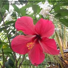 C carnation flower = bunga anyelir cactus flower = bunga kaktus cherry blossom = bunga sakura chrysanthemum. B U D I B A H A S A B U D A Y A K I T A Bunga Raya Bunga Kebangsaan Malaysia Bunga Raya Juga Dikenali Sebagai Bunga