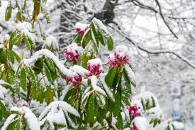 1 photo · curated by maialen armendariz. Spring Snow Falls On Blue Mountains The Islander Kingscote Sa