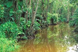 La Mangrove A Basse Terre Guadeloupe Partir En Guadeloupe Riviere Salee
