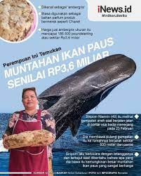 Khalid al sinani menemui longgokan muntah paus seberat 60 kilo itu ketika memeriksa jalanya di luar pantai qurayat. Infografis Muntahan Ikan Paus Senilai Rp3 6 Miliar Ditemukan Di Pantai