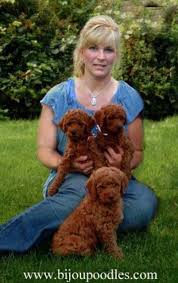 Poodle doodles информация по шрифту. Pin By Patti Stiff On Doggie World Poodle Puppies For Sale Red Poodles Toy Poodle Puppies