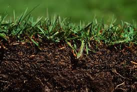 Grass Types For Lawns In Little Rock Ar Lawnstarter