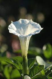 Spring is here and all the flowers are blooming! 15 Flower Names In Hindi And English Owlcation