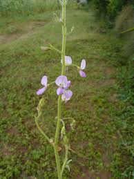 Image result for Desmodium subsecundum