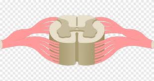 Selain itu tulang belakang juga menyimpan syaraf di sumsum tulang belakang, sehingga kesehatannya perlu dijaga. Spinal Cord Anterior Grey Column Central Canal Anatomy Central Nervous System Angle Human Anatomy Png Pngegg