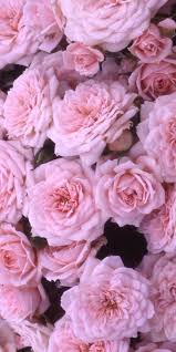 This Is A Board That Talks Only To You Rose Flower Wallpaper Flower Aesthetic Flower Wallpaper