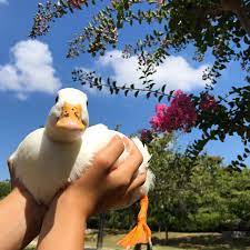 公園散歩 バッタを見つけたハルちゃん 4匹食べて ご機嫌です٩ ˊᗜˋ و アヒル コールダック 鳥 ペット 空 青空 綺麗 花 公園 散歩 duck callduck bird pet sky skyblue blue cute animals pet ducks duck pictures